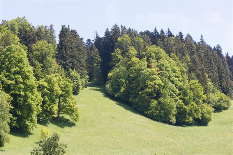 Rotenbergwald